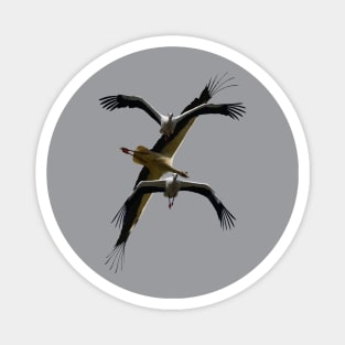Stork Aerodynamics - Flying Poses Vector Art Magnet